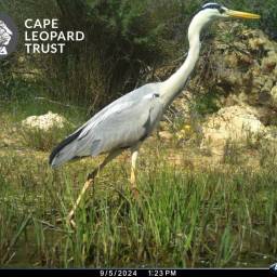 Grey heron